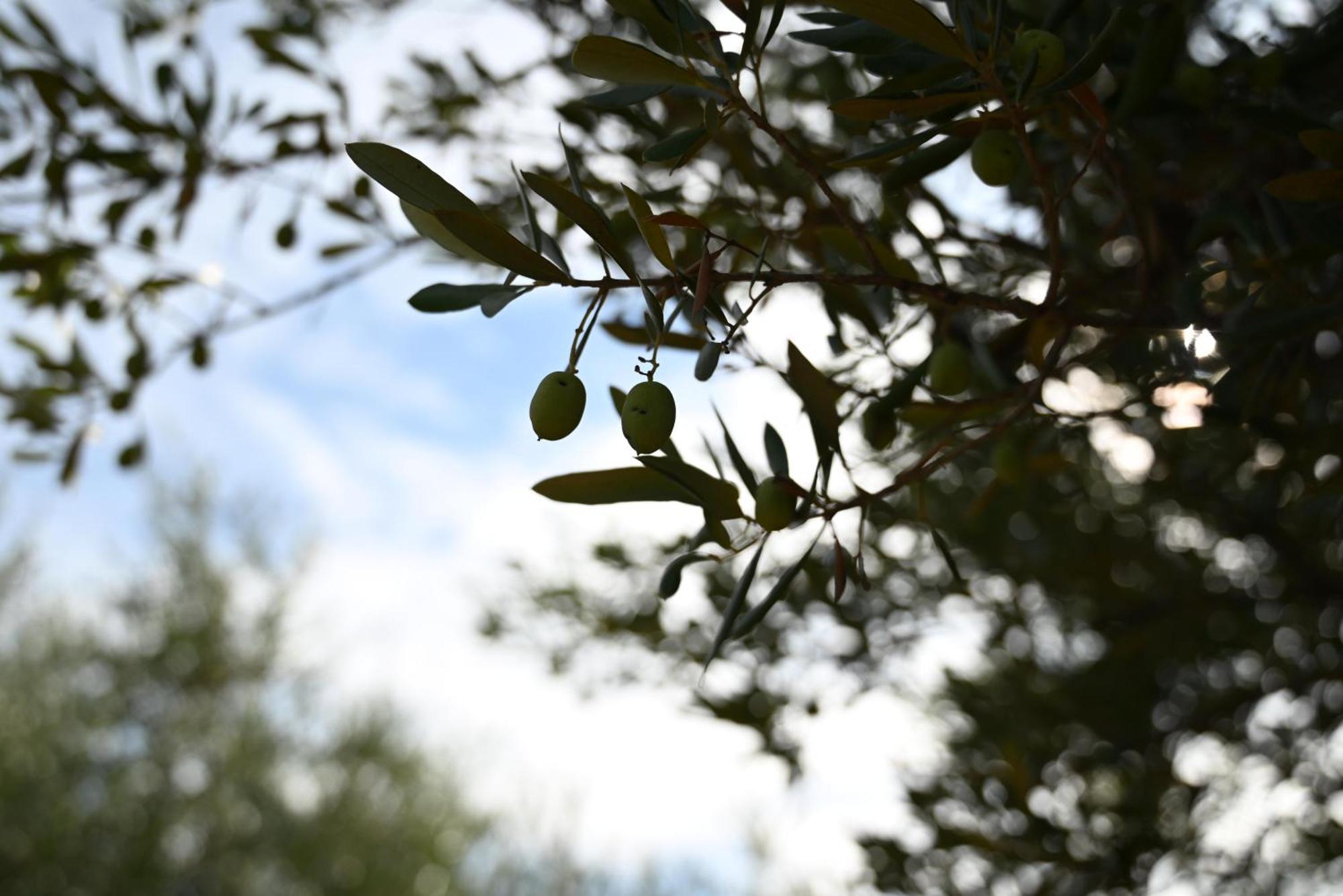 Appartement Cozy In With Free Parking And Olive Garden Zadar