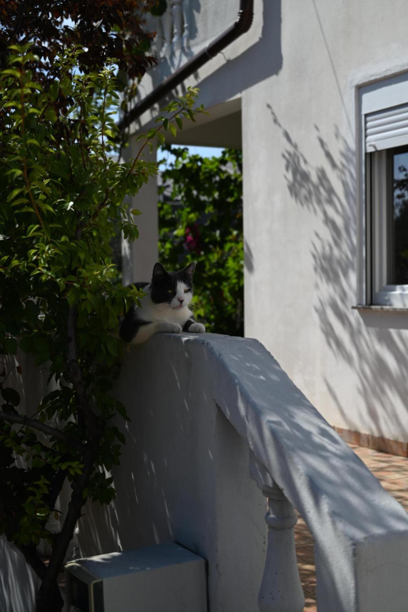 Appartement Cozy In With Free Parking And Olive Garden Zadar